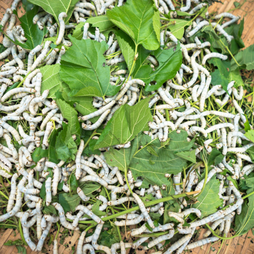 Rearing of Mulberry Silkworm